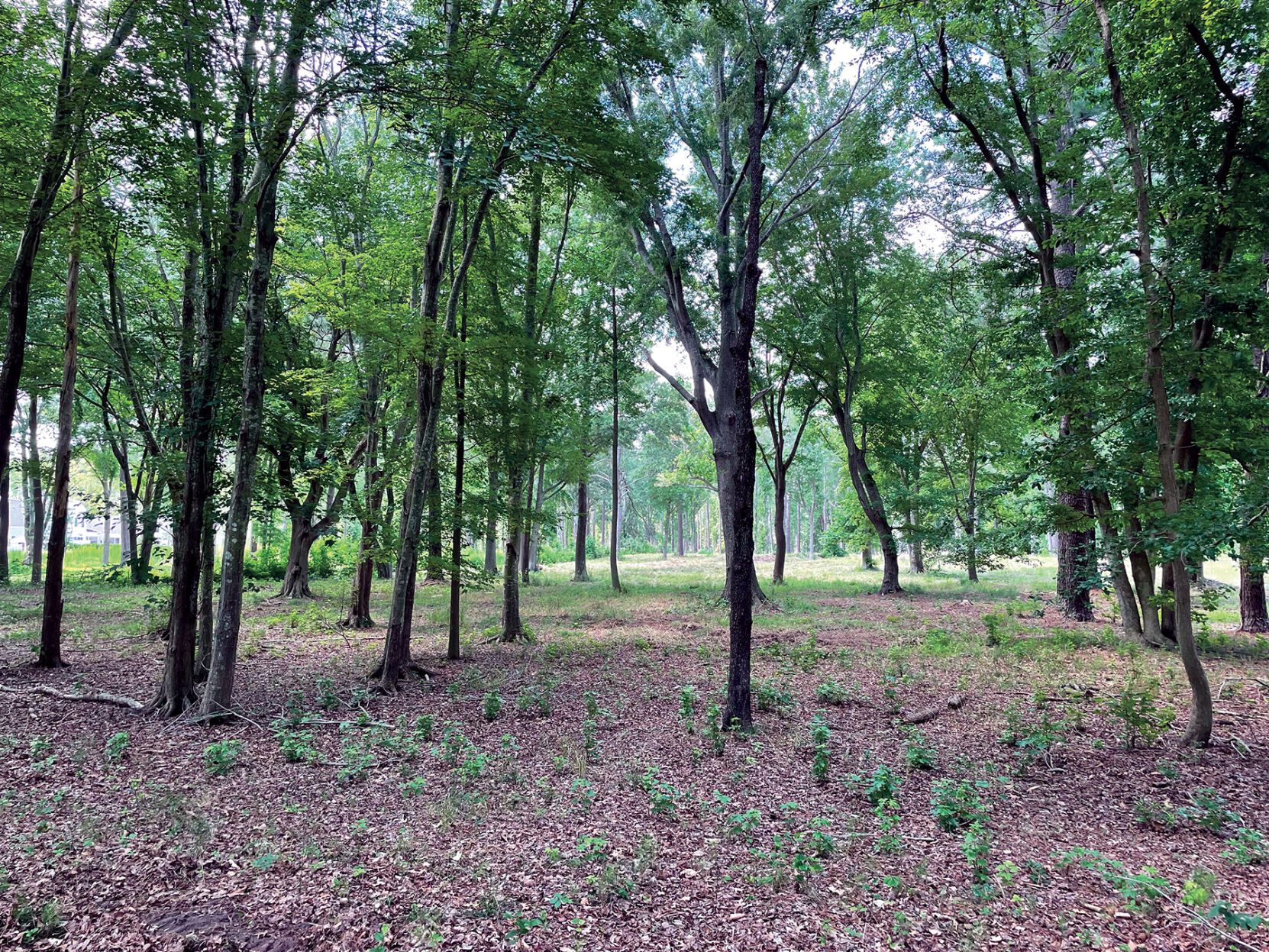 Fourth Street Preserve.